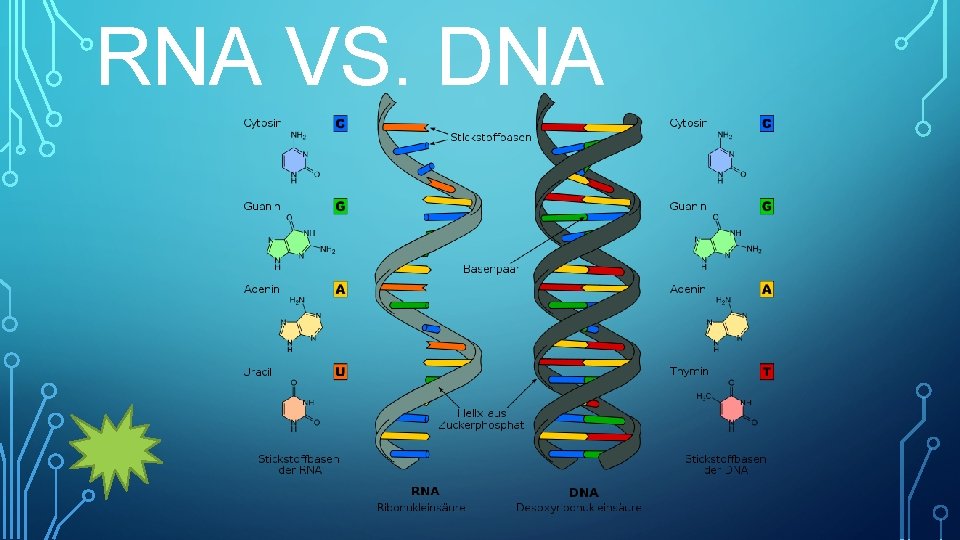 RNA VS. DNA 