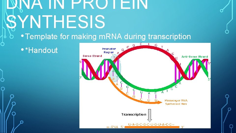 DNA IN PROTEIN SYNTHESIS • Template for making m. RNA during transcription • *Handout