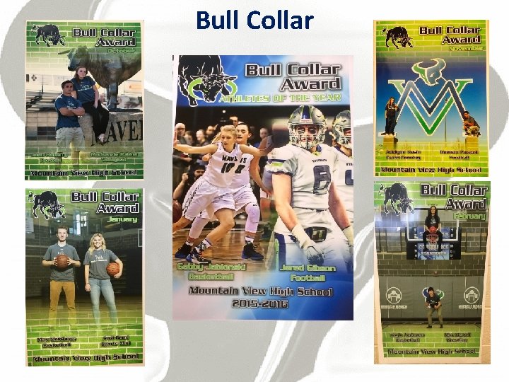 Bull Collar 