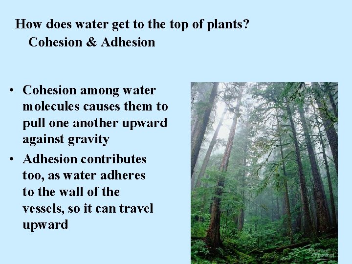 How does water get to the top of plants? Cohesion & Adhesion • Cohesion