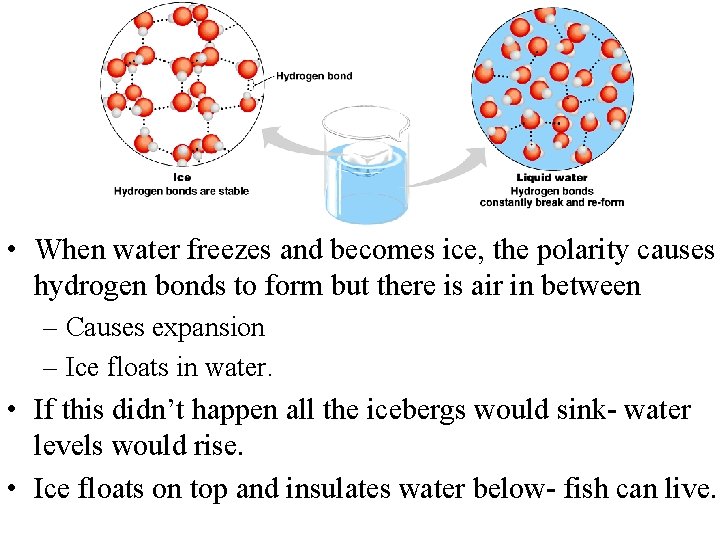  • When water freezes and becomes ice, the polarity causes hydrogen bonds to