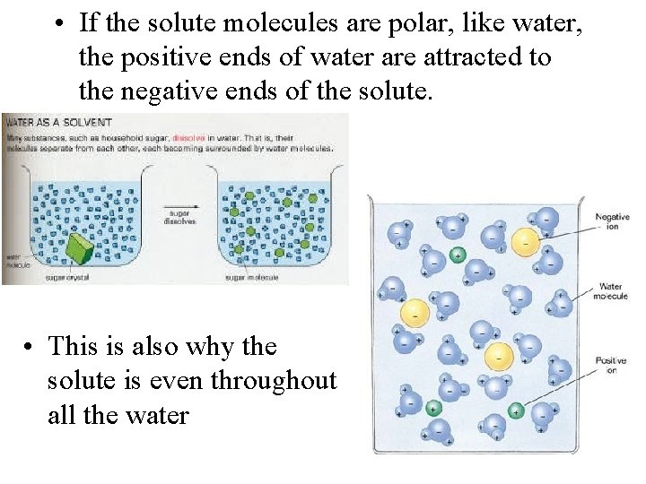  • If the solute molecules are polar, like water, the positive ends of