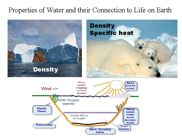 Properties of Water and their Connection to Life on Earth Density Specific heat Density