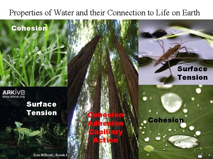 Properties of Water and their Connection to Life on Earth Cohesion Surface Tension Cohesion