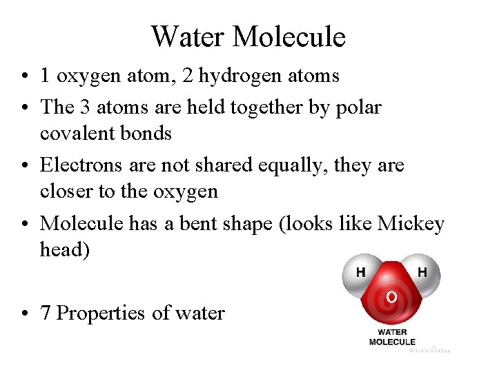 Water Molecule • 1 oxygen atom, 2 hydrogen atoms • The 3 atoms are