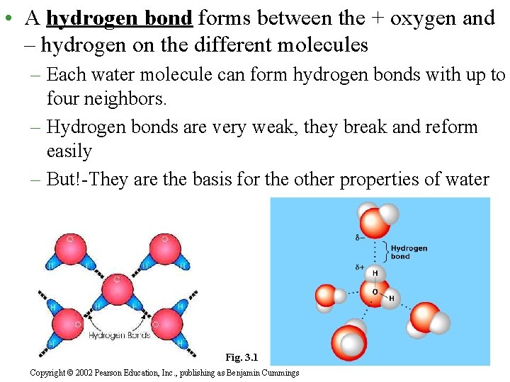  • A hydrogen bond forms between the + oxygen and – hydrogen on