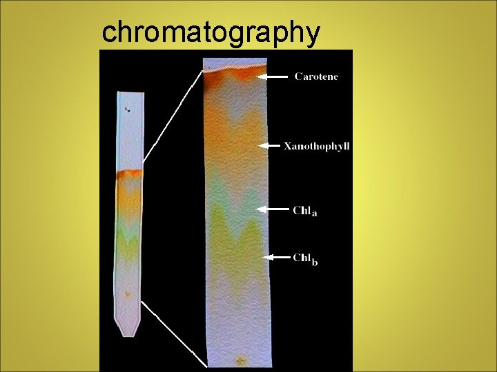 chromatography 