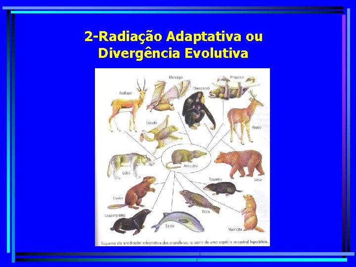 2 -Radiação Adaptativa ou Divergência Evolutiva 