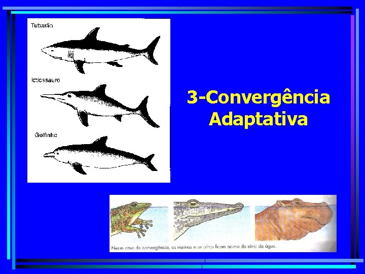 3 -Convergência Adaptativa 