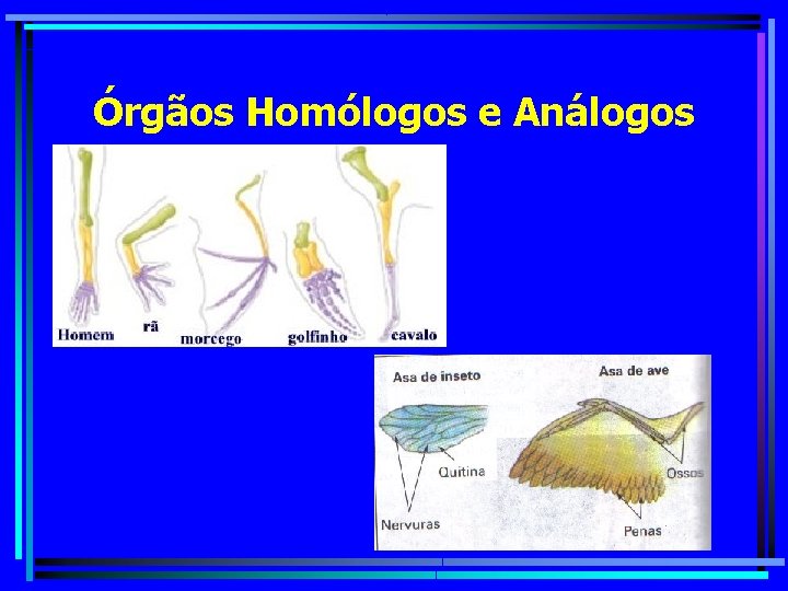 Órgãos Homólogos e Análogos 