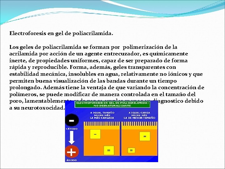 Electroforesis en gel de poliacrilamida. Los geles de poliacrilamida se forman por polimerización de Electroforesis en gel de poliacrilamida. Los geles de poliacrilamida se forman por polimerización de
