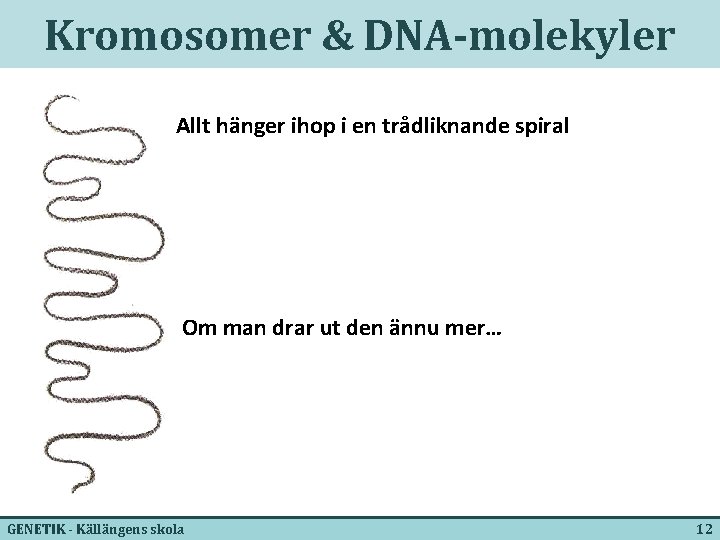 Kromosomer & DNA-molekyler Allt hänger ihop i en trådliknande spiral Om man drar ut