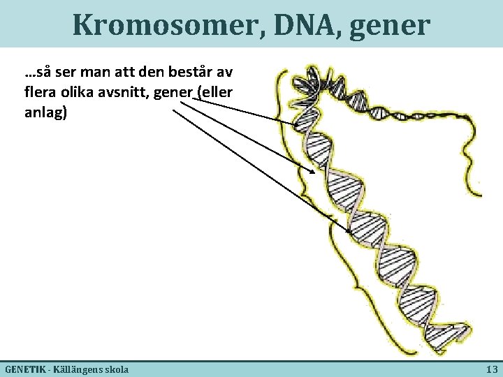 Kromosomer, DNA, gener …så ser man att den består av flera olika avsnitt, gener