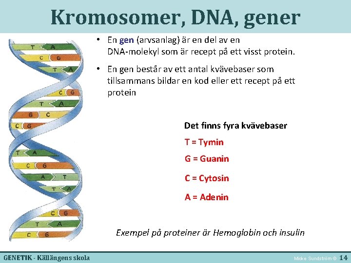 Kromosomer, DNA, gener • En gen (arvsanlag) är en del av en DNA-molekyl som