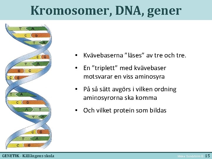 Kromosomer, DNA, gener • Kvävebaserna ”läses” av tre och tre. • En ”triplett” med