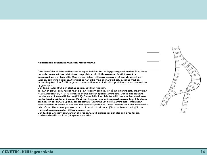  Meddelande mellan kärnan och ribosomerna DNA innehåller all information som kroppen behöver för