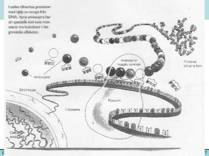 GENETIK - Källängens skola 17 