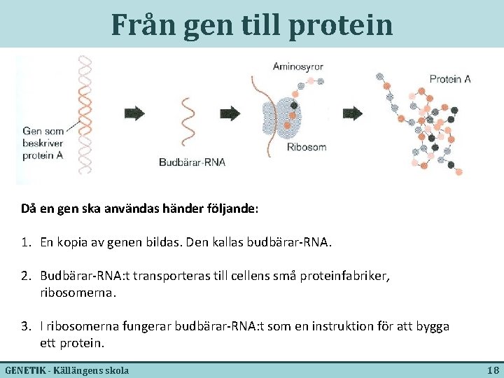 Från gen till protein Då en gen ska användas händer följande: 1. En kopia