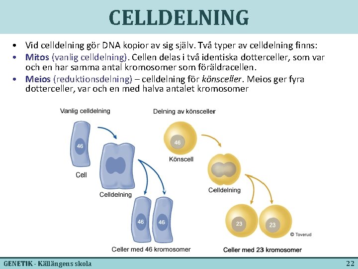 CELLDELNING • Vid celldelning gör DNA kopior av sig själv. Två typer av celldelning