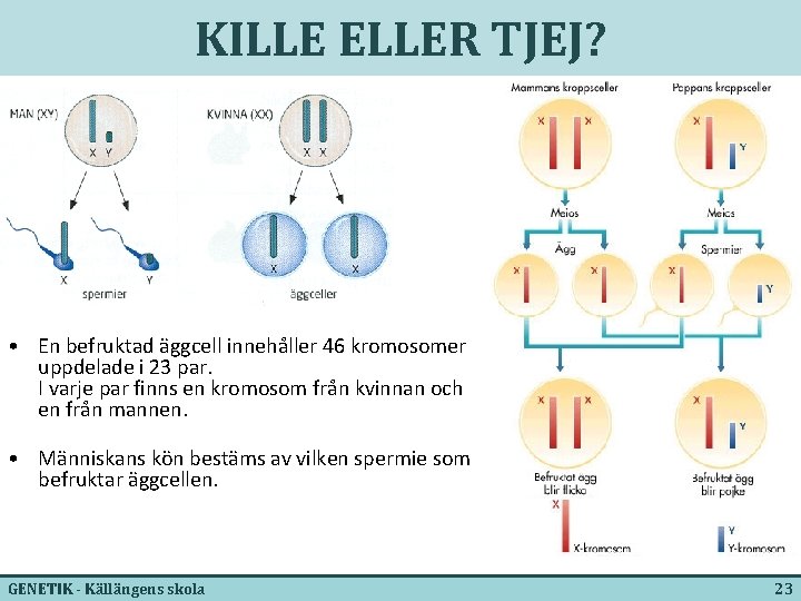 KILLE ELLER TJEJ? • En befruktad äggcell innehåller 46 kromosomer uppdelade i 23 par.