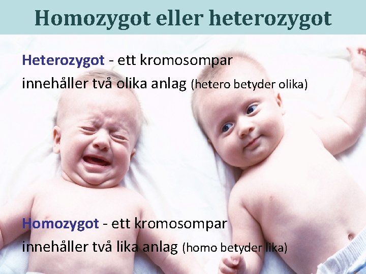 Homozygot eller heterozygot Heterozygot - ett kromosompar innehåller två olika anlag (hetero betyder olika)