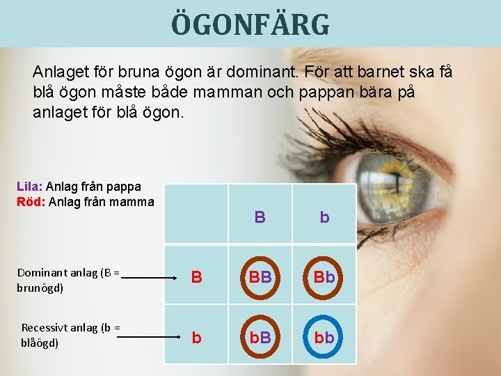 ÖGONFÄRG Anlaget för bruna ögon är dominant. För att barnet ska få blå ögon