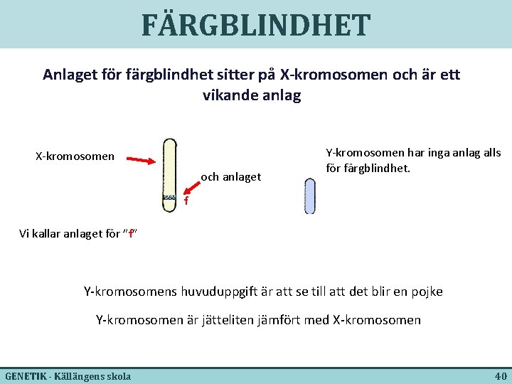 FÄRGBLINDHET Anlaget för färgblindhet sitter på X-kromosomen och är ett vikande anlag X-kromosomen och