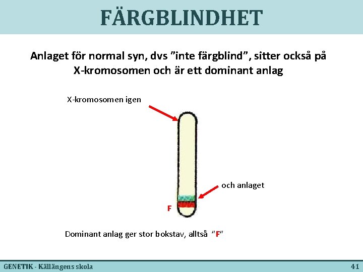 FÄRGBLINDHET Anlaget för normal syn, dvs ”inte färgblind”, sitter också på X-kromosomen och är