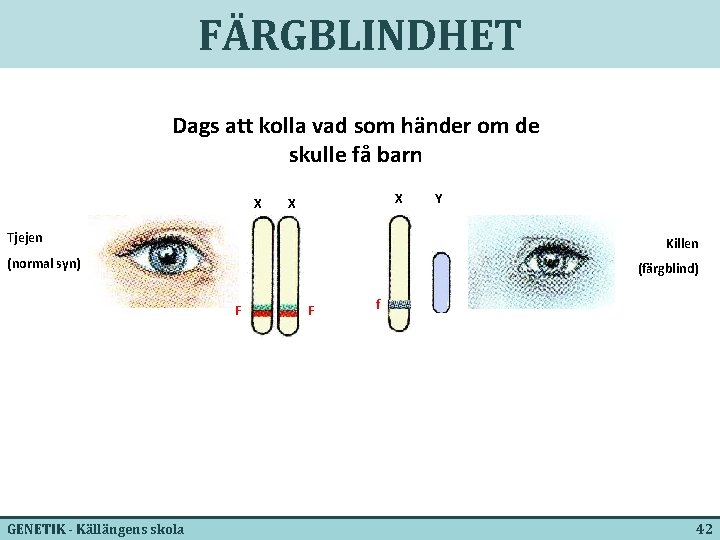 FÄRGBLINDHET Dags att kolla vad som händer om de skulle få barn X X