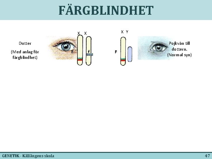 FÄRGBLINDHET X Y X X Dotter (Med anlag för färgblindhet) GENETIK - Källängens skola