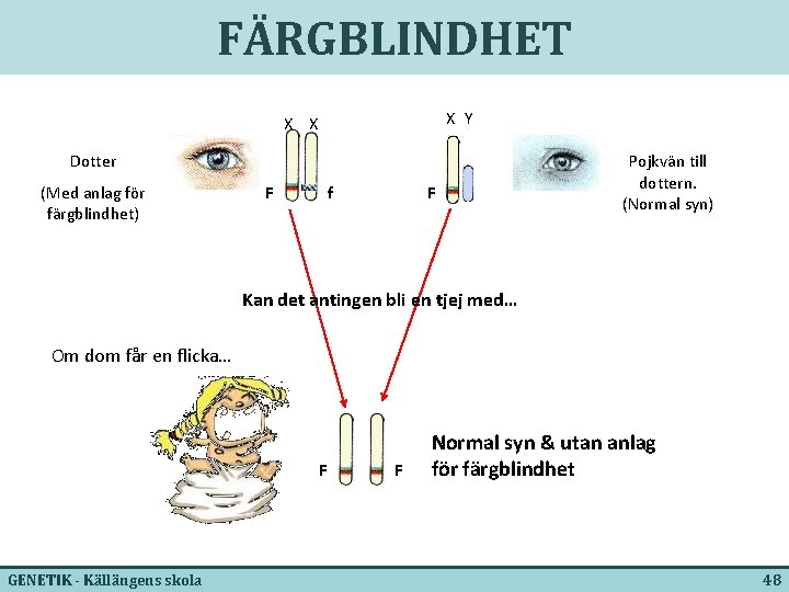 FÄRGBLINDHET X Y X X Dotter (Med anlag för färgblindhet) F f F Pojkvän