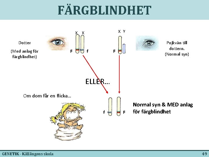 FÄRGBLINDHET X Y X X Dotter (Med anlag för färgblindhet) F f Pojkvän till