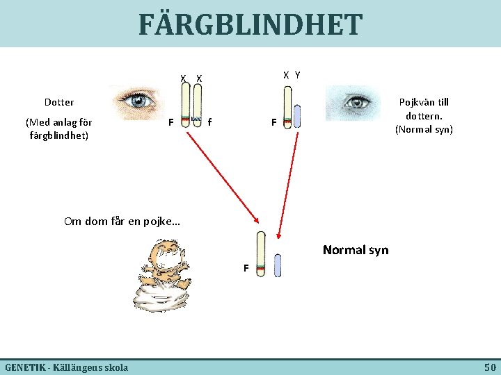 FÄRGBLINDHET X Y X X Dotter (Med anlag för färgblindhet) F f Pojkvän till