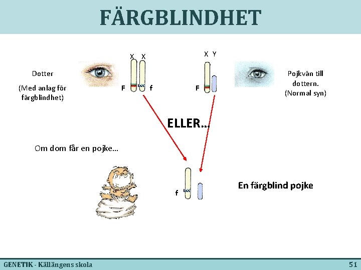 FÄRGBLINDHET X Y X X Dotter (Med anlag för färgblindhet) F f F Pojkvän