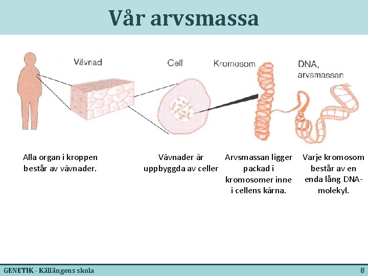 Vår arvsmassa Alla organ i kroppen består av vävnader. GENETIK - Källängens skola Vävnader