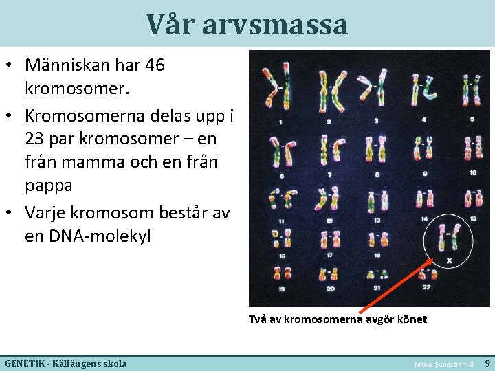 Vår arvsmassa • Människan har 46 kromosomer. • Kromosomerna delas upp i 23 par