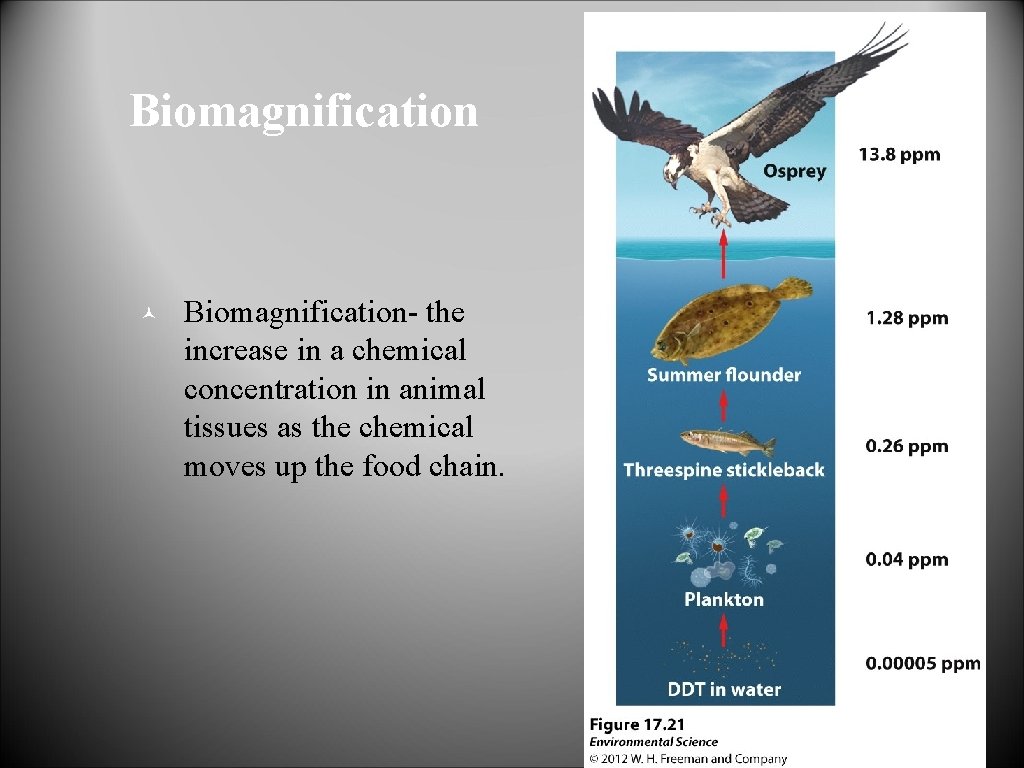 Biomagnification © Biomagnification- the increase in a chemical concentration in animal tissues as the