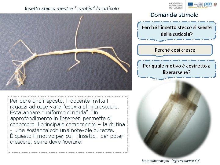 Insetto stecco mentre “cambia” la cuticola Domande stimolo Perché l’insetto stecco si sveste della