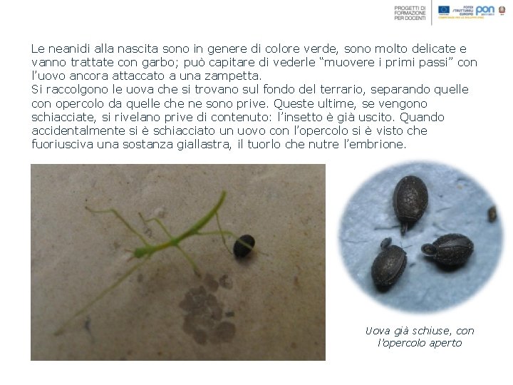 Le neanidi alla nascita sono in genere di colore verde, sono molto delicate e