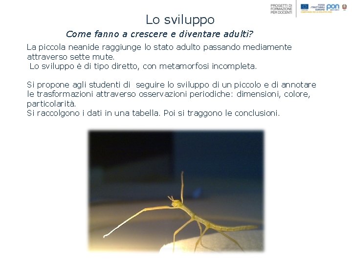 Lo sviluppo Come fanno a crescere e diventare adulti? La piccola neanide raggiunge lo