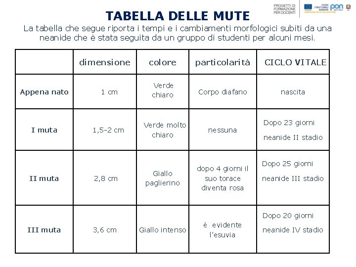 TABELLA DELLE MUTE La tabella che segue riporta i tempi e i cambiamenti morfologici