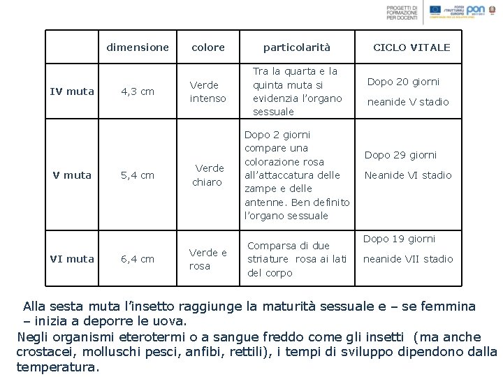 dimensione IV muta VI muta 4, 3 cm 5, 4 cm 6, 4 cm
