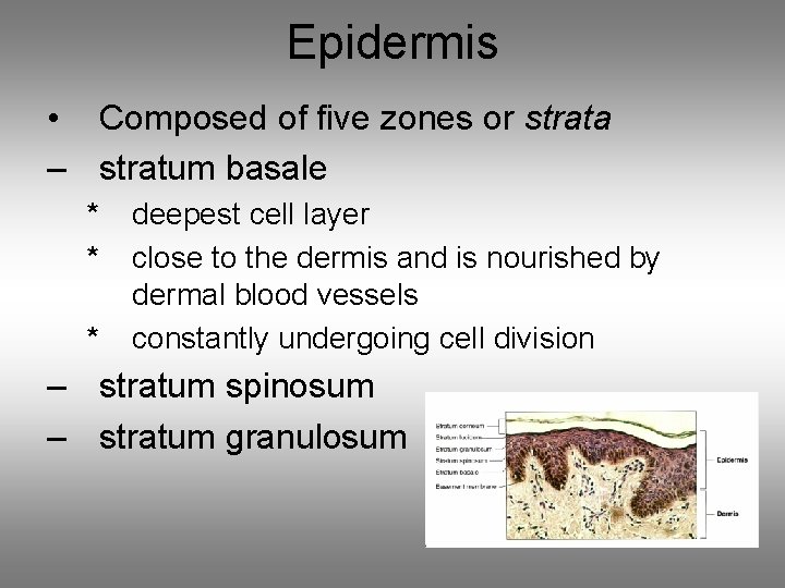 Epidermis • Composed of five zones or strata – stratum basale * * * Epidermis • Composed of five zones or strata – stratum basale * * *