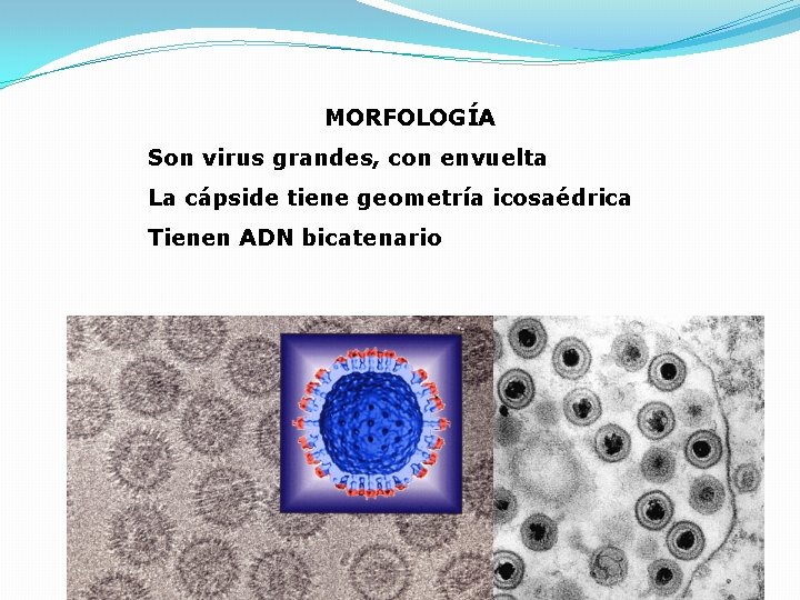 MORFOLOGÍA Son virus grandes, con envuelta La cápside tiene geometría icosaédrica Tienen ADN bicatenario