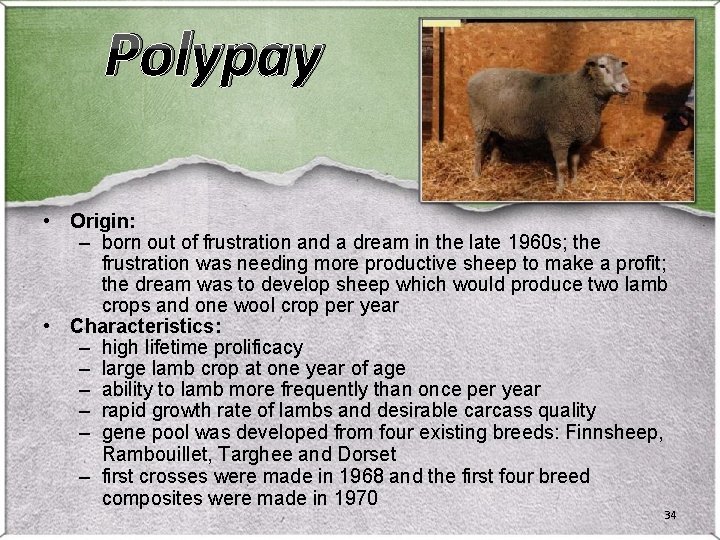 Polypay 1 2 Barbados Blackbelly Information Developed on Island