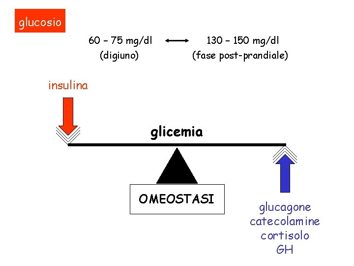 glucosio 60 – 75 mg/dl (digiuno) 130 – 150 mg/dl (fase post-prandiale) insulina glicemia