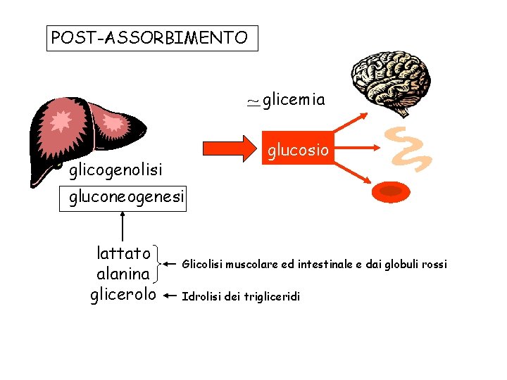 POST-ASSORBIMENTO ~ glicemia glucosio glicogenolisi gluconeogenesi lattato alanina glicerolo Glicolisi muscolare ed intestinale e