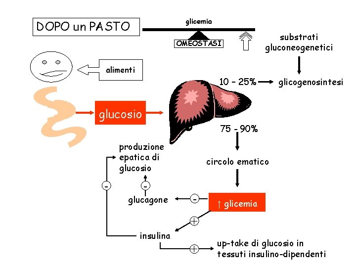 glicemia DOPO un PASTO OMEOSTASI substrati gluconeogenetici alimenti 10 – 25% glicogenosintesi glucosio 75