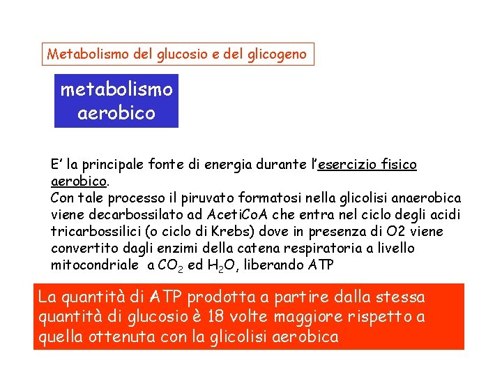 Metabolismo del glucosio e del glicogeno metabolismo aerobico E’ la principale fonte di energia