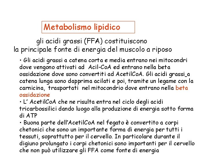 Metabolismo lipidico gli acidi grassi (FFA) costituiscono la principale fonte di energia del muscolo